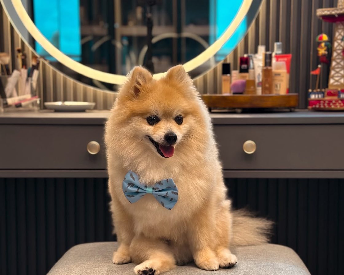 Cão lulu da pomerânia com gravata-borboleta sentado em um banco.